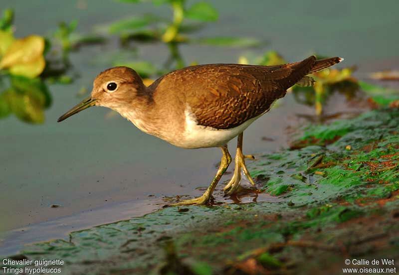 Common Sandpiper