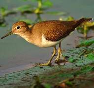 Common Sandpiper