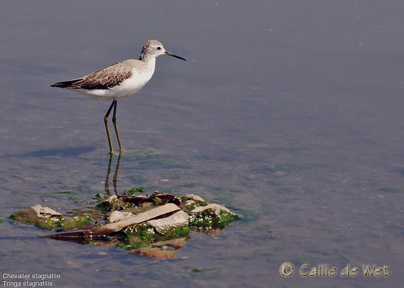 Marsh Sandpiper