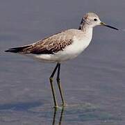 Marsh Sandpiper