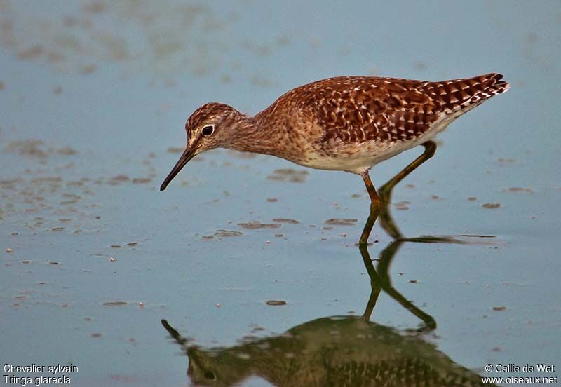 Wood Sandpiper