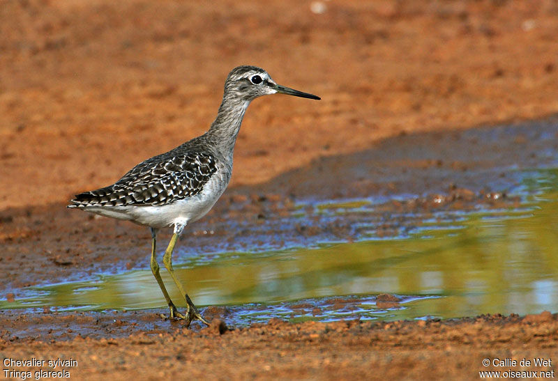 Wood Sandpiperadult