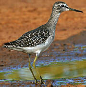 Wood Sandpiper