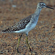 Wood Sandpiper