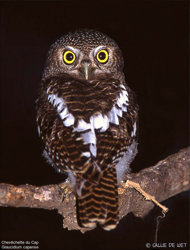 African Barred Owletadult