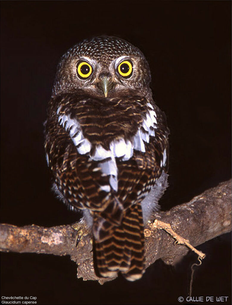 African Barred Owletadult