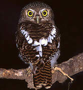 African Barred Owlet