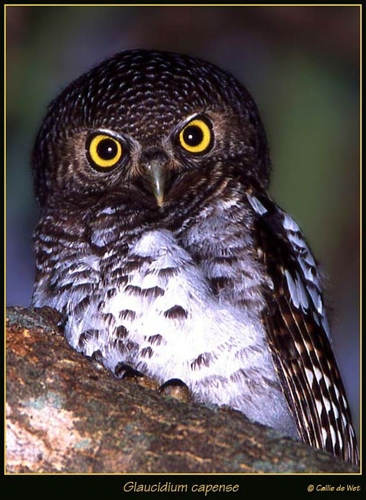 African Barred Owlet