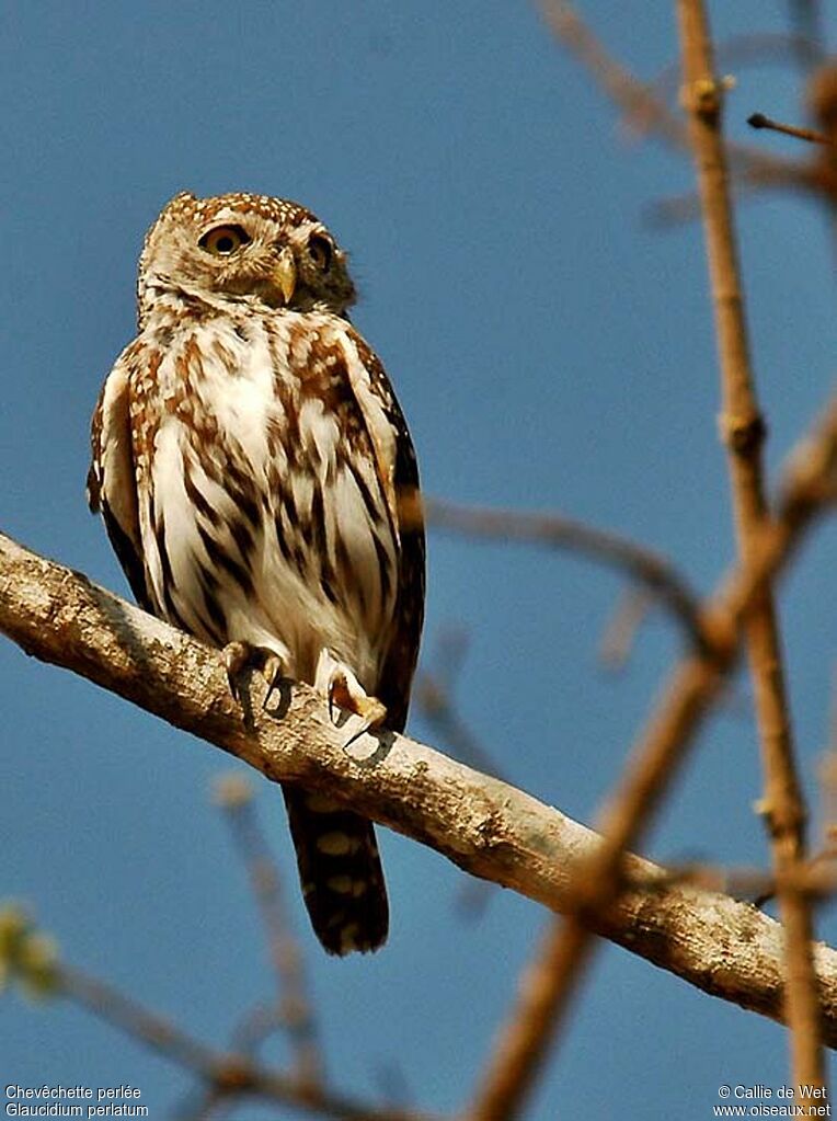 Pearl-spotted Owletadult