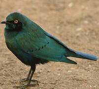 Greater Blue-eared Starling