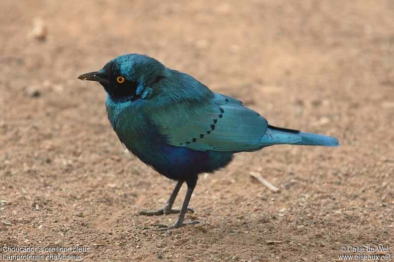 Choucador à oreillons bleusadulte