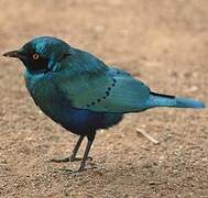 Greater Blue-eared Starling