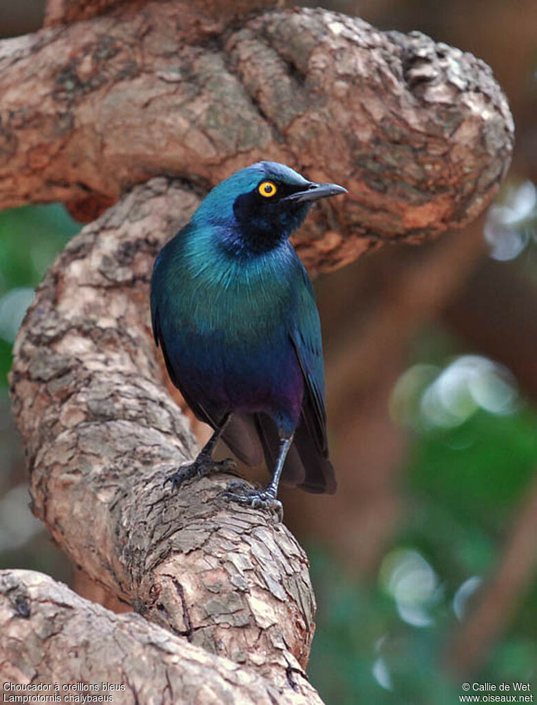 Greater Blue-eared Starlingadult