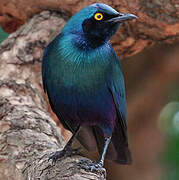 Greater Blue-eared Starling