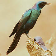 Burchell's Starling