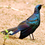 Burchell's Starling