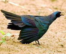 Burchell's Starling