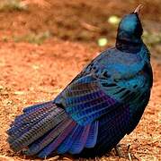 Burchell's Starling