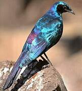 Burchell's Starling