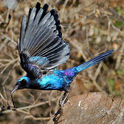 Burchell's Starling