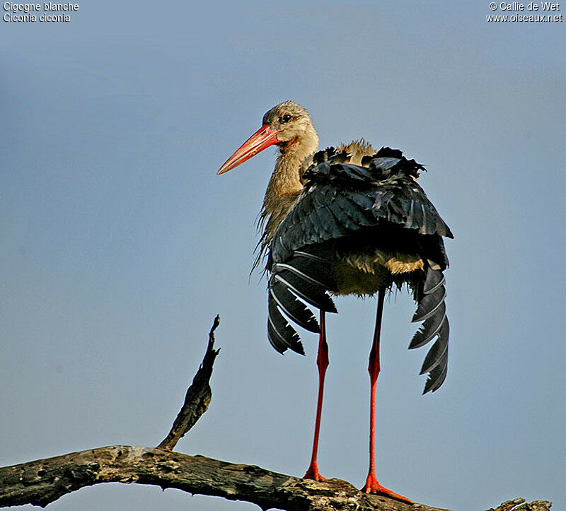 White Storkadult