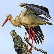 White Stork