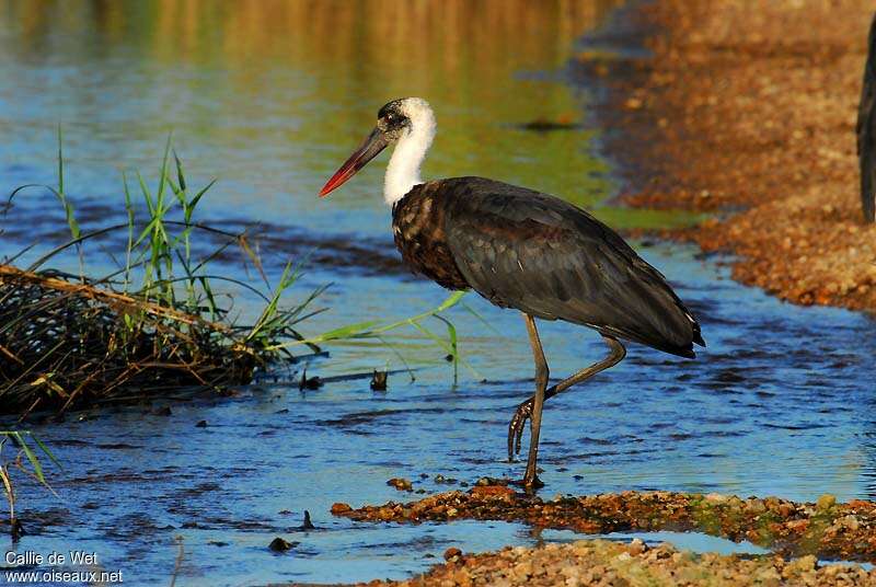 Woolly-necked Storkadult, identification