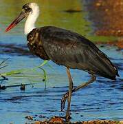 Asian Woolly-necked Stork