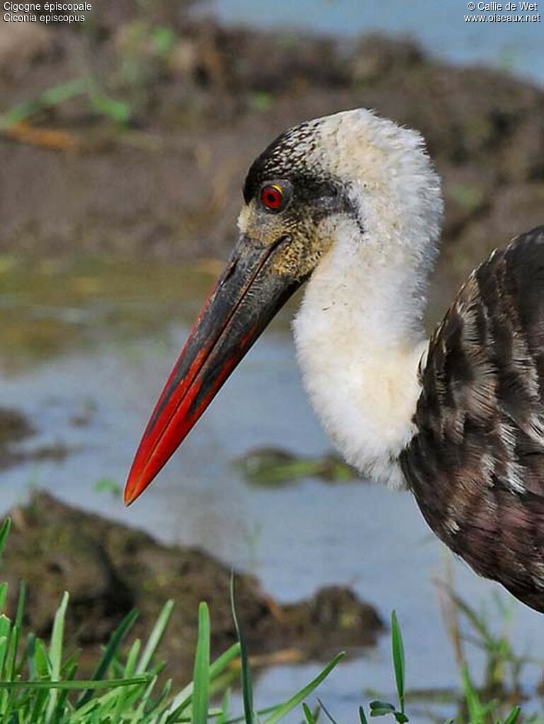 Cigogne épiscopaleadulte