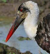 Woolly-necked Stork