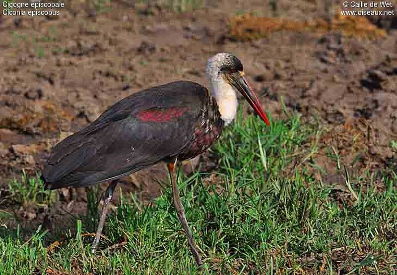 Cigogne épiscopaleadulte