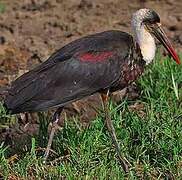 Woolly-necked Stork