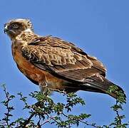 Black-chested Snake Eagle