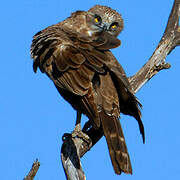 Brown Snake Eagle