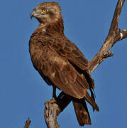 Brown Snake Eagle