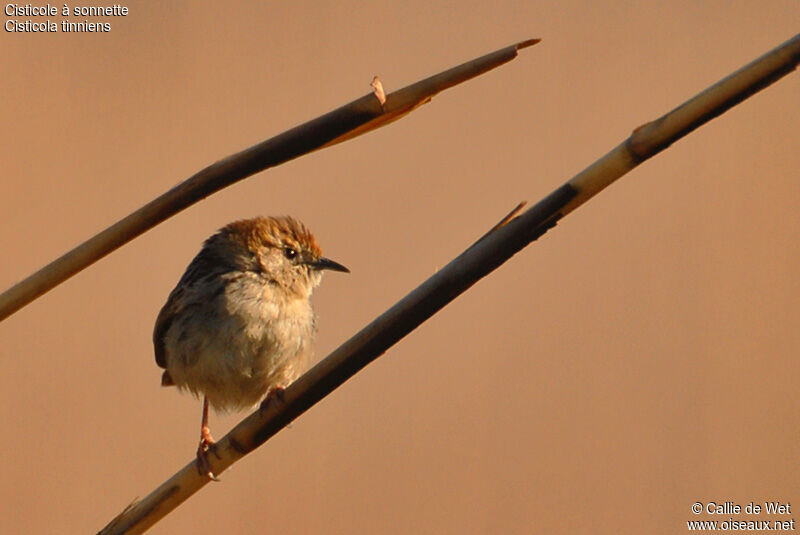 Levaillant's Cisticola