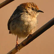 Levaillant's Cisticola