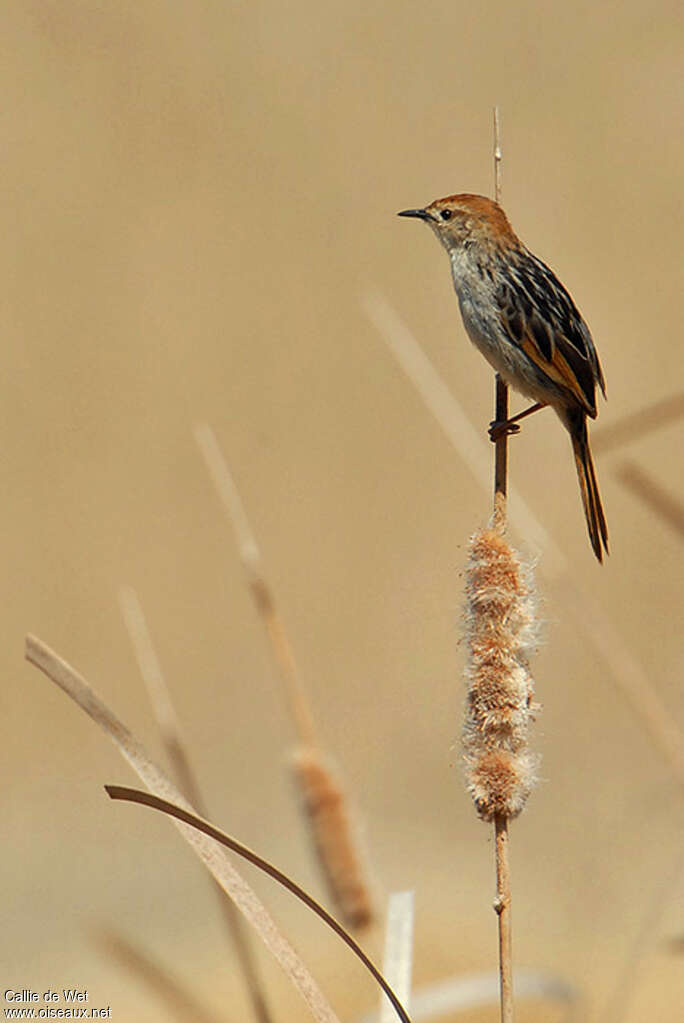 Levaillant's Cisticolaadult breeding