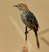 Levaillant's Cisticola