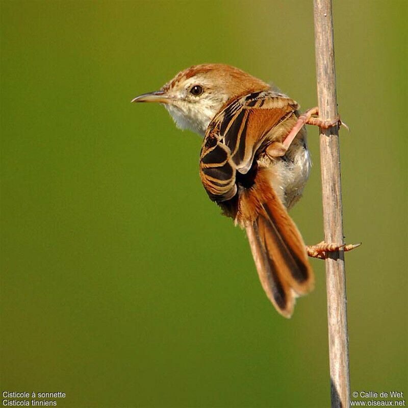 Levaillant's Cisticolaadult breeding