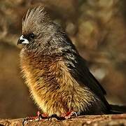 White-backed Mousebird