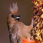 Speckled Mousebird