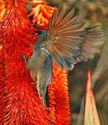 Speckled Mousebird