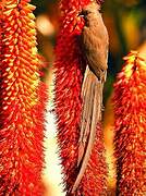 Speckled Mousebird