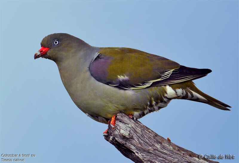 African Green Pigeonadult