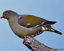 African Green Pigeon