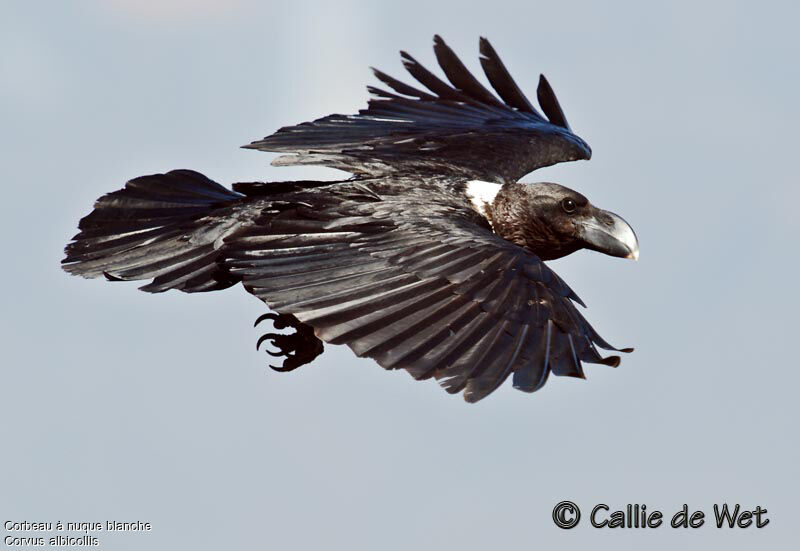 Corbeau à nuque blancheadulte