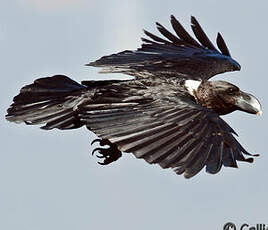 Corbeau à nuque blanche