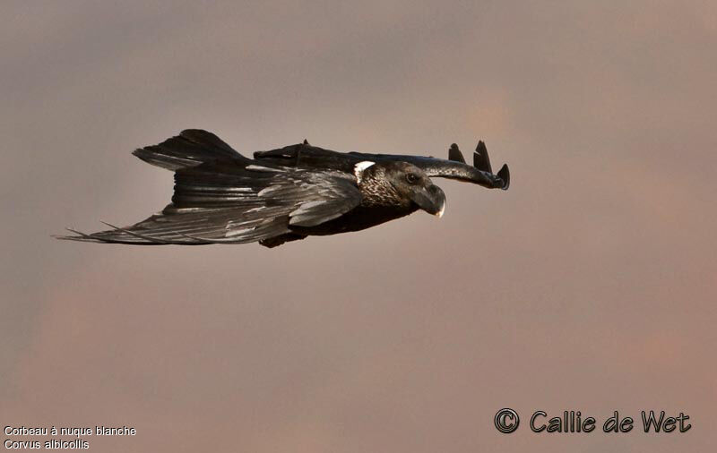 White-necked Ravenadult