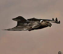 White-necked Raven